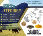 Top Quality Livestock Feeds